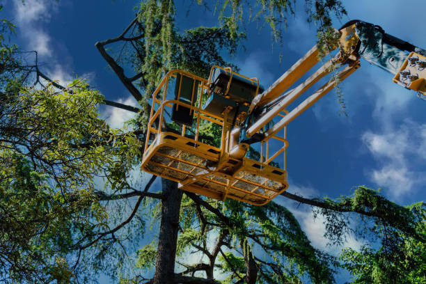 Best Fruit Tree Pruning  in Woodville, CA